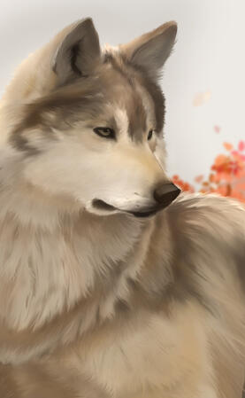 wolf